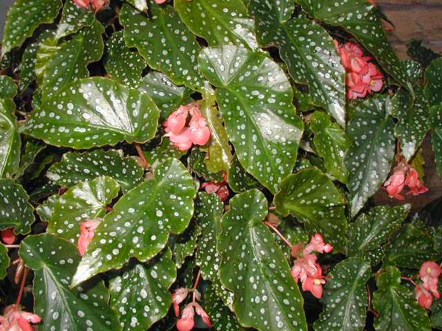 Begonia 'Tom Ment'