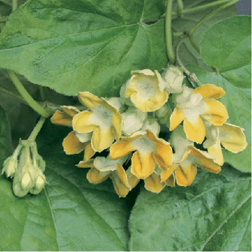 Tonkin jasmine