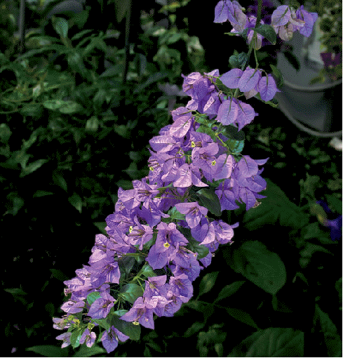 Tree Bougainvillea, Bougainvillea arborea