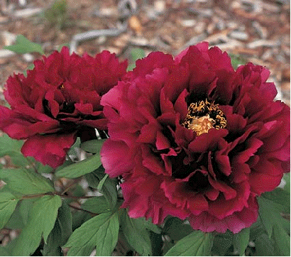 Tree Peony Dark Red