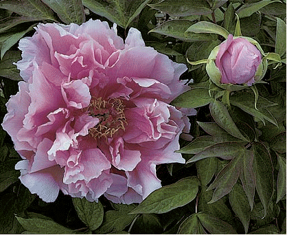 Tree Peony Lavender