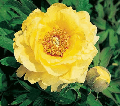 Tree Peony Yellow