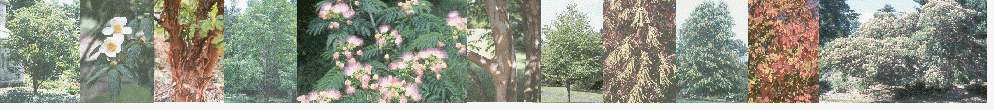 Trees