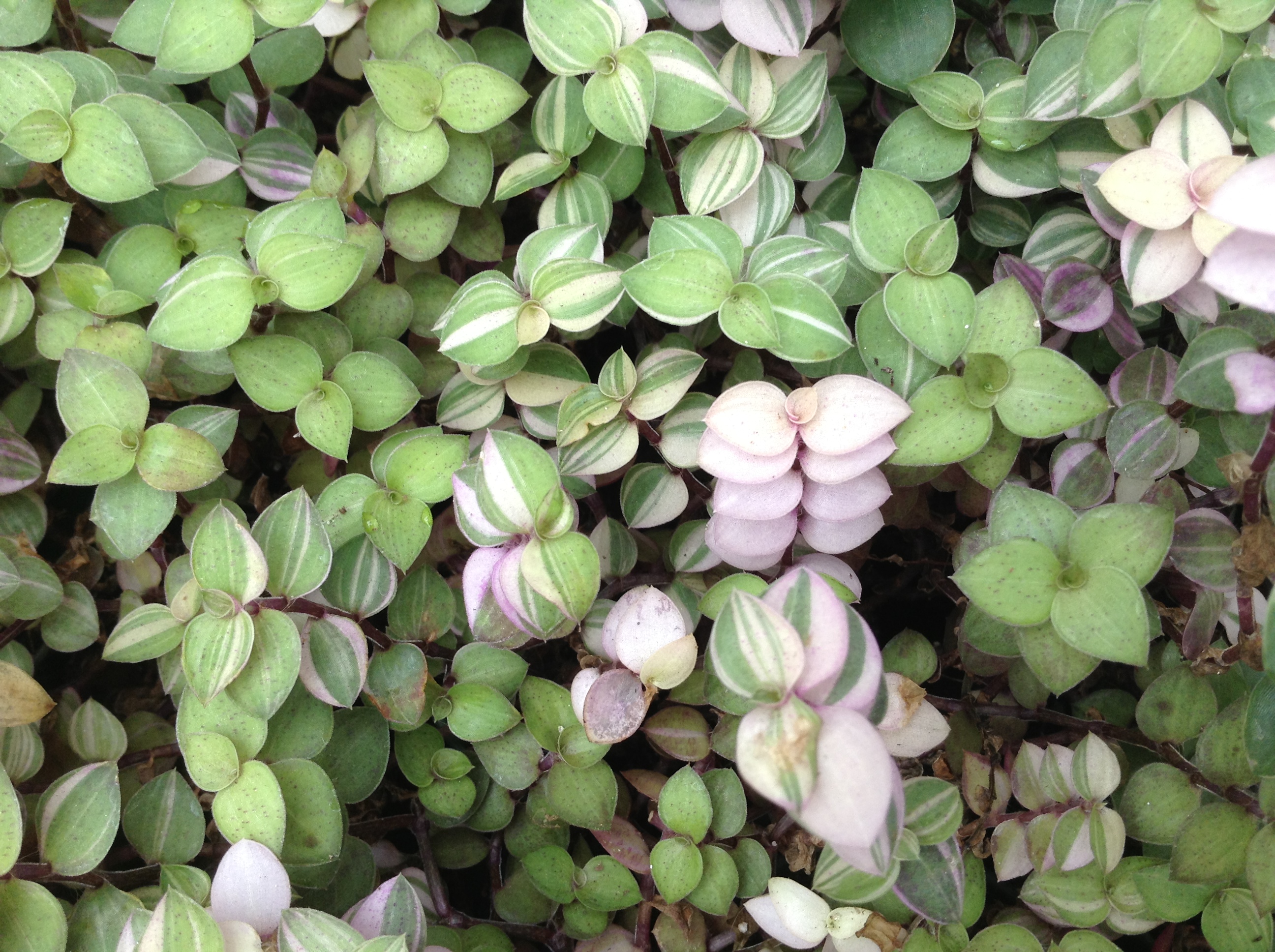 Tricolor Bolivian Jew (Callisia repens 'Variegata')