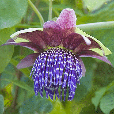 Passion Flower triloba