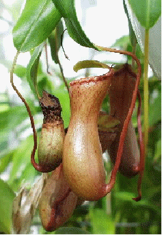 Tropical Pitcher Plant