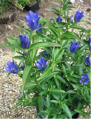 Gentian 'True Blue'