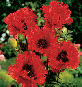 Oriental poppy 'Turkenlouis'