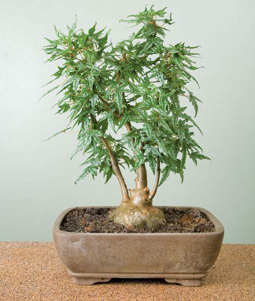 Begonia 'Tweedle Dee'