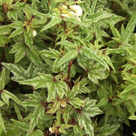 Begonia Tweedle Dee'