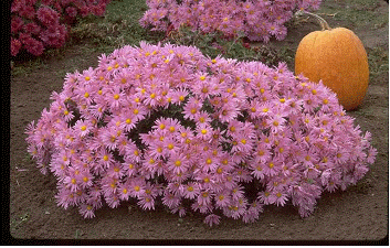 Dendranthema My Favorite 'Twilight Pink'