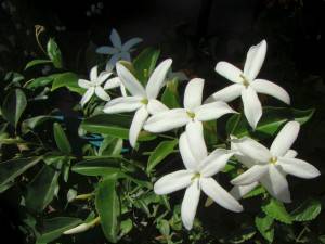 Twisted jasmine