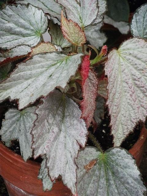 Begonia 'Two Face'