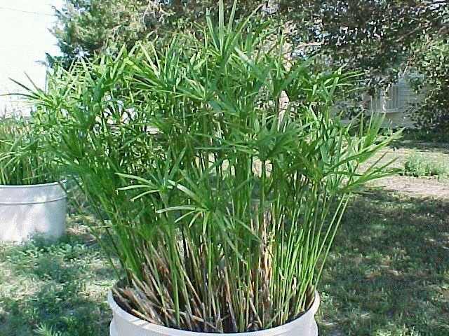 Umbrella Palm