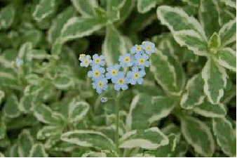 Forget-Me-Not 'Unforgettable'