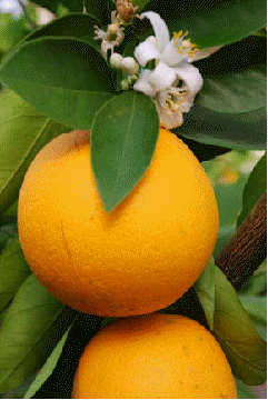 Valencia orange