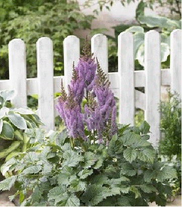 Astilbe 'Valerie'