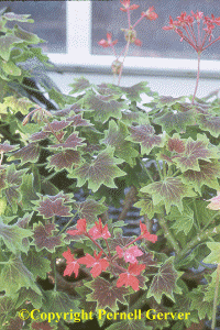 Geranium 'Vancouver Centennial'