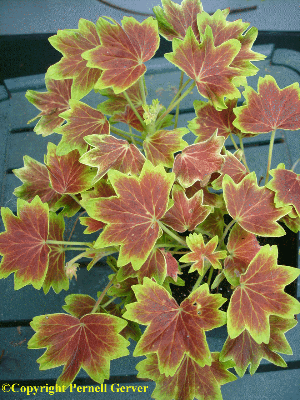 Geranium 'Vancouver Centennial'