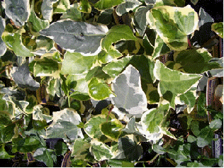 Variegated Algerian Ivy