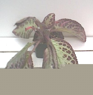 episcia