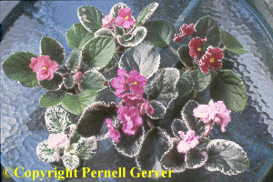 Variegated Foliage African Violet Collection