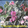 Variegated Leaves Collection
