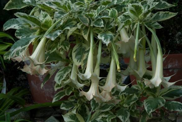 Variegated Angel's Trumpet