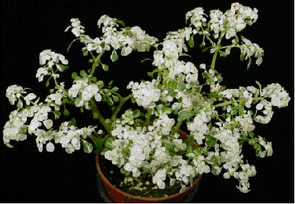 Variegated Artillery Fern