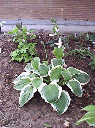 Variegated August lily