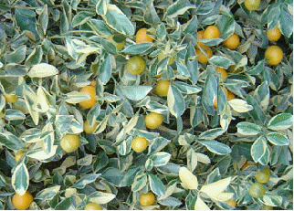 Variegated Calamondin Orange