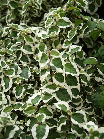 Variegated Creeping Fig