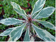 Variegated Crown of Thorns (Euphorbia milii 'Peppermint Candy')