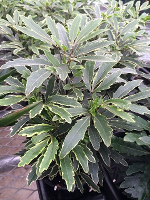 Variegated False Aralia