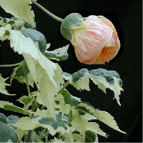 Variegated Flowering Maple