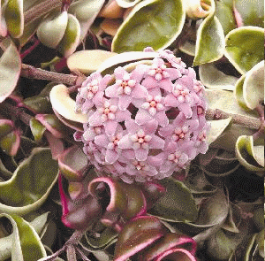 Variegated Hindu Rope Plant (Hoya carnosa 'Crispa Variegata')