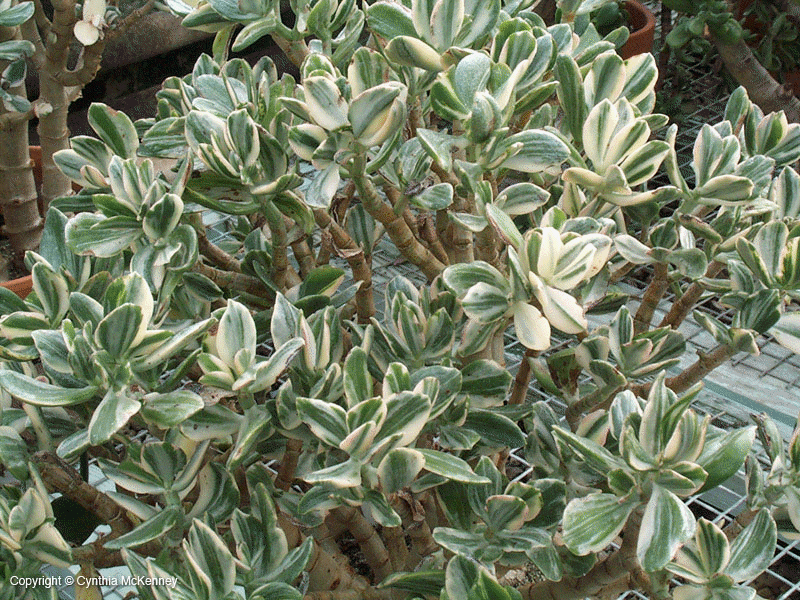Variegated Jade Plant