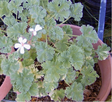 Variegated Nutmeg Scented Geranium, Pelargonium x fragrans 'Variegata'