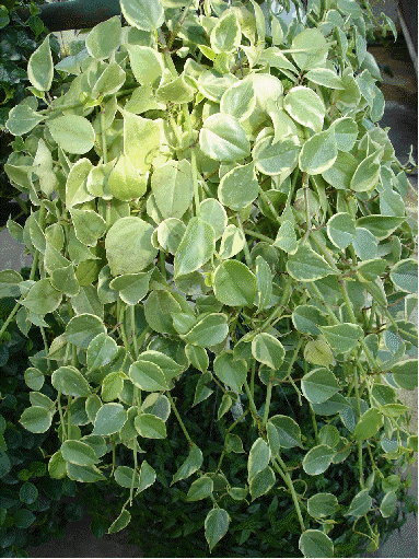 Variegated Philodendron Peperomia