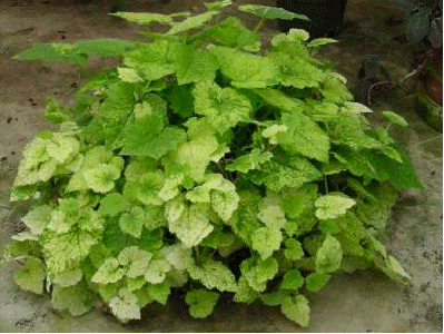 Variegated Piggyback Plant