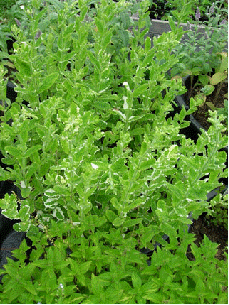 Variegated Pineapple Mint
