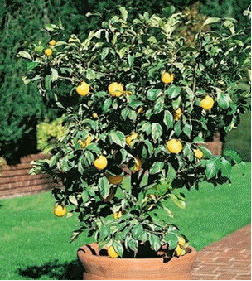 Variegated Pink Lemon
