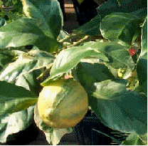 Variegated Pink Lemon fruit