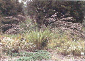 Variegated Purple Moor Grass