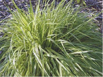 Variegated Purple Moor Grass