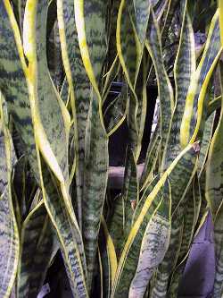 Variegated Snake Plant