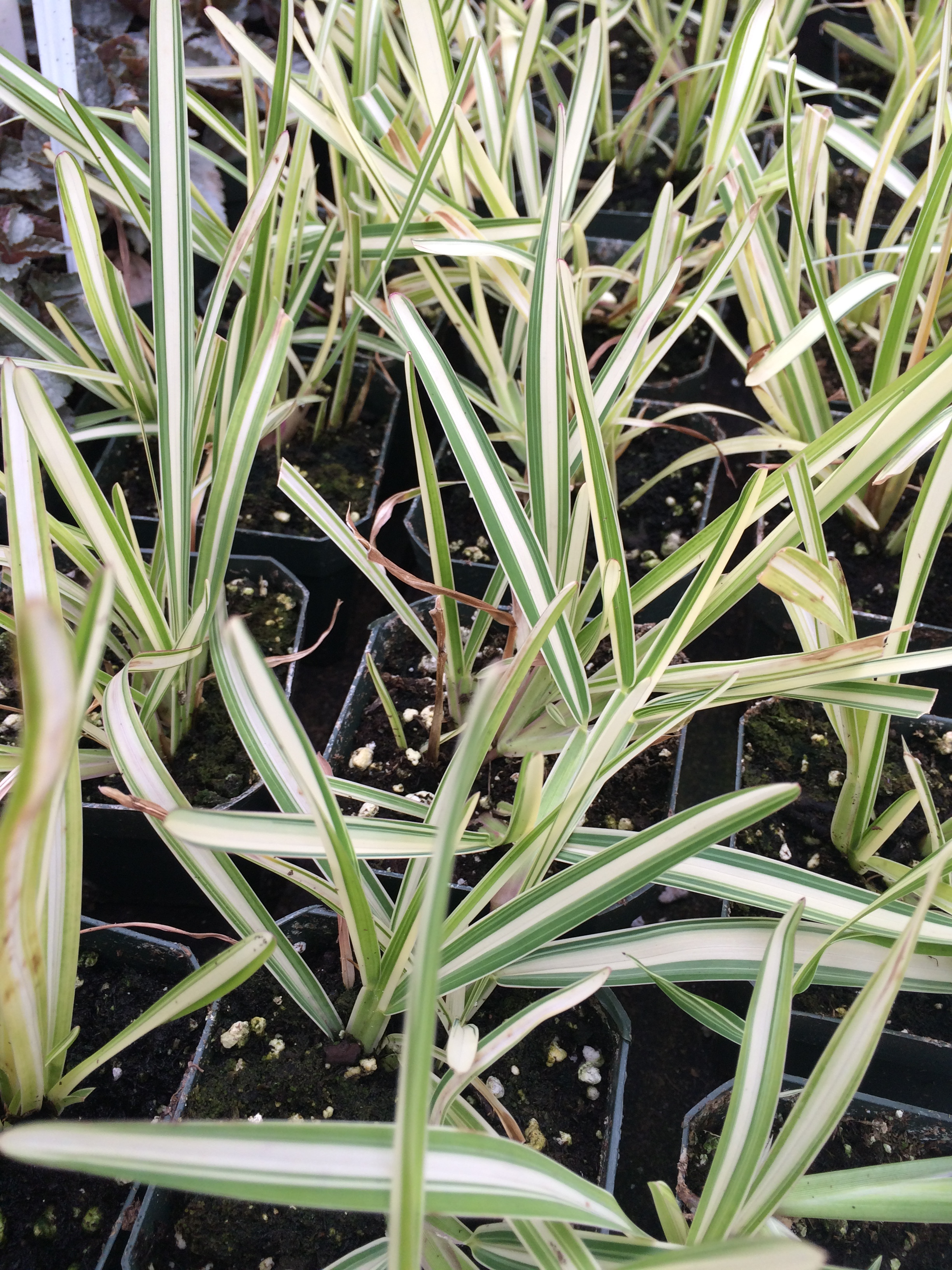 Variegated St. Augustine Grass