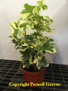 Variegated Tree Ivy