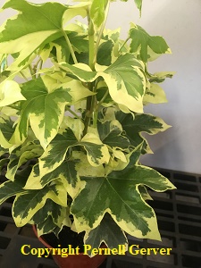 Variegated Tree Ivy