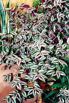 Variegated Wandering Jew